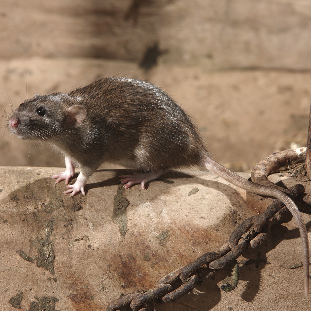 szur wędrowny rattus norvegicus