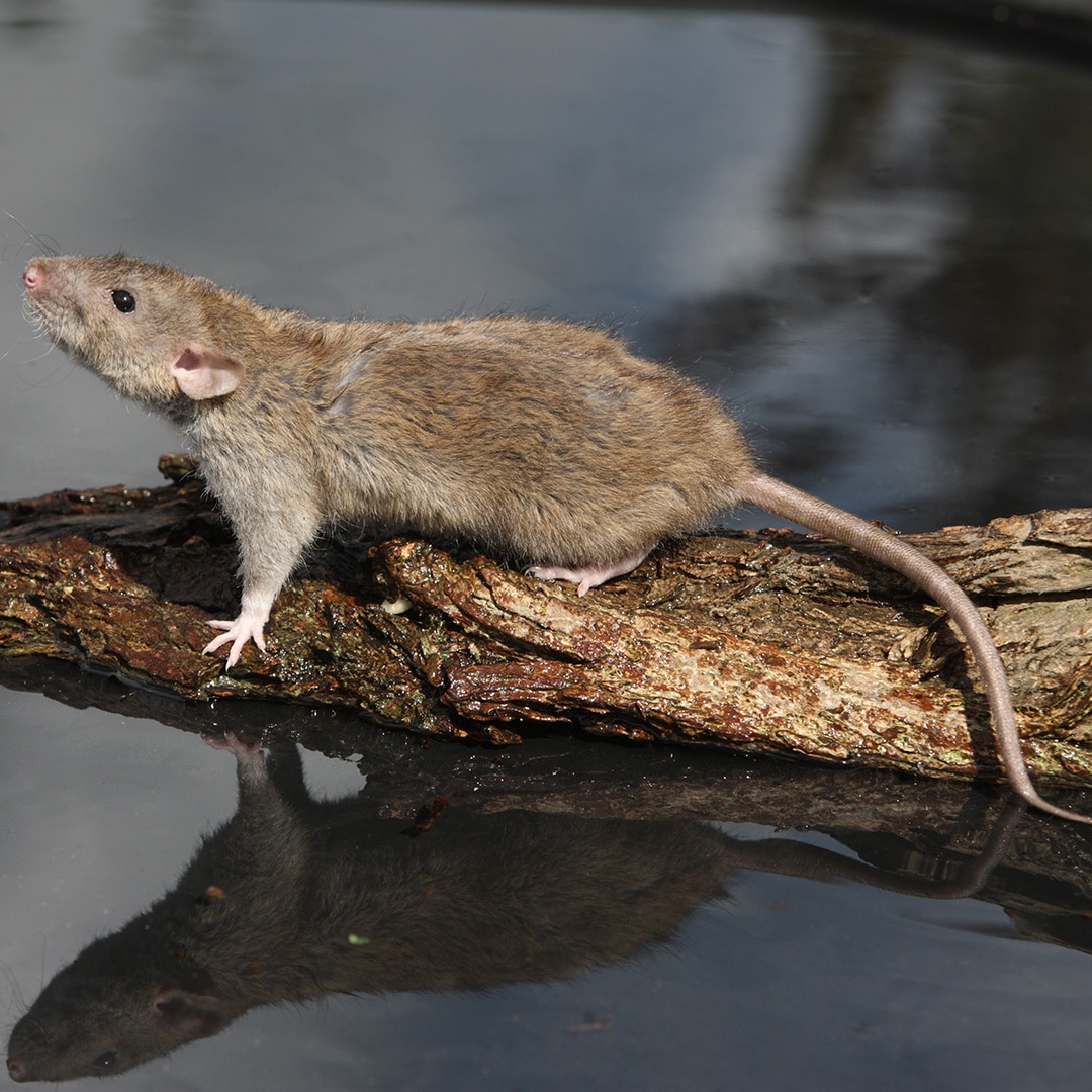 szur wędrowny rattus norvegicus