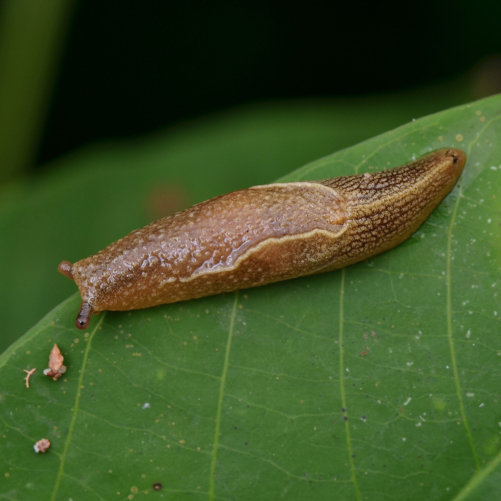 slimak gastropoda na liściu