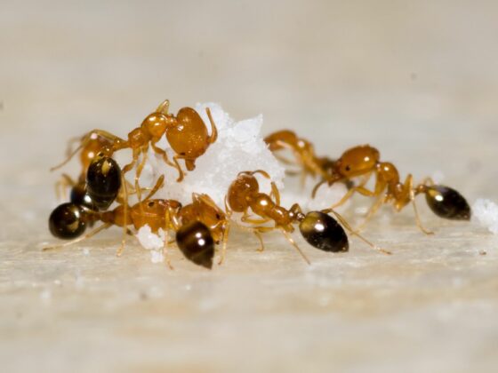 Best Pest na mrówki – czy faktycznie poradzi sobie z inwazją?