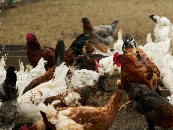 Nowe przepisy 2026. Skuteczna deratyzacja to gwarancja odszkodowania dla hodowców drobiu.