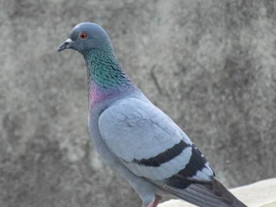 Pierwszy przypadek zakażenia człowieka wirusem ptasiej grypy w Europie